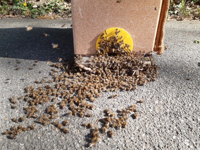 Bienenschwarm