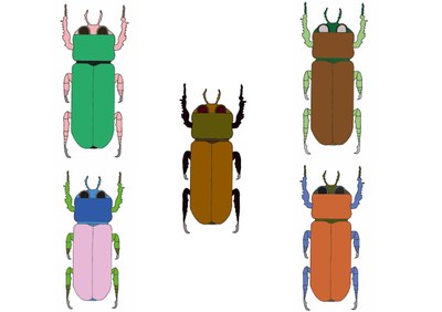 Käfer Farbvariationen Ainhoa