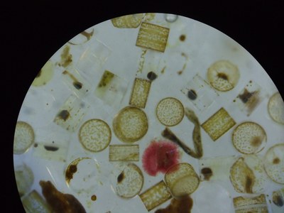 Diatomeae