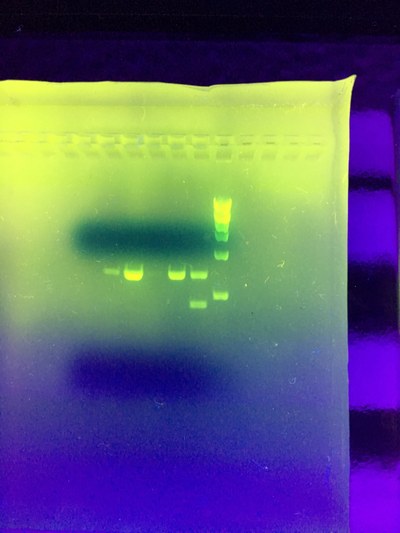 Experiment Molekularbiologie